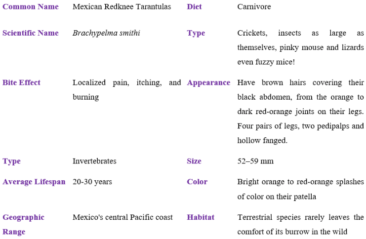 mexican redknee tarantula table