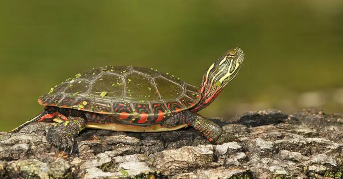 midland-painted-turtle