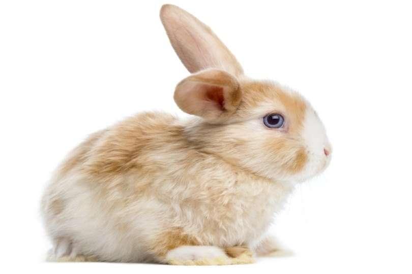 mini-satin-rabbit