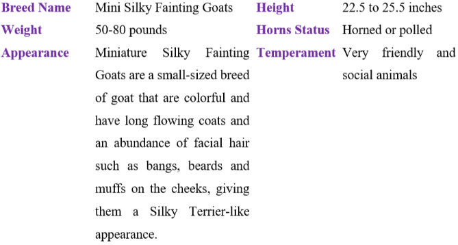 mini silky fainting goat table
