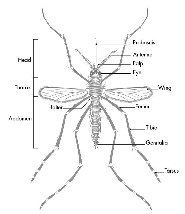 mosquito5