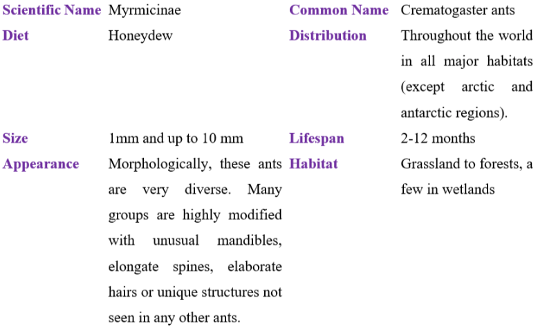 myrmicinae table