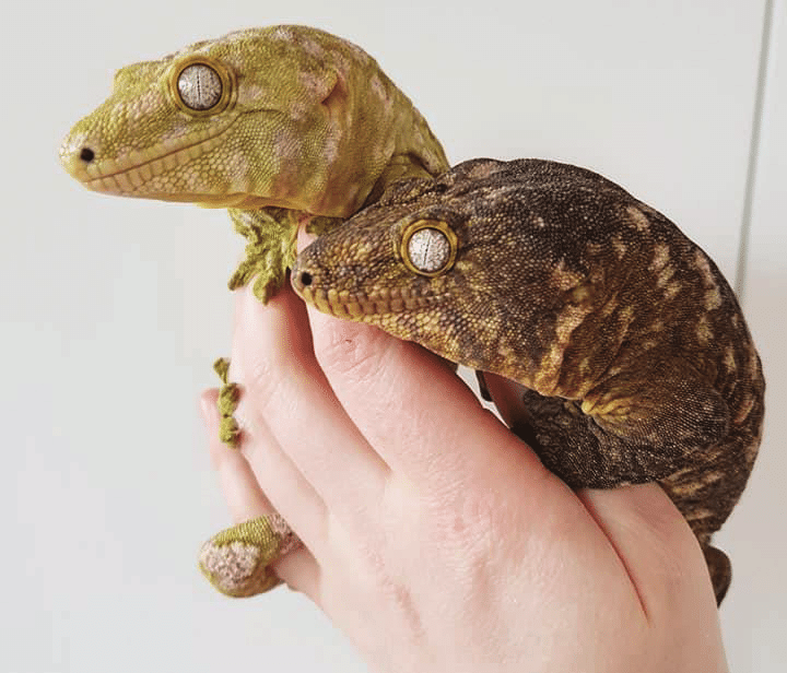 new-caledonian-gecko