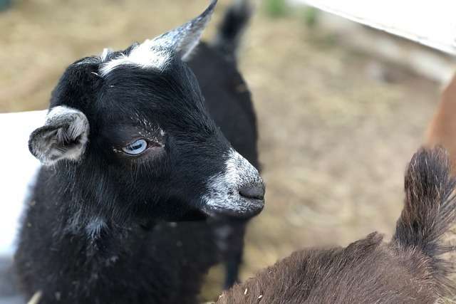 nigerian-dwarf-goat-kid_cc0