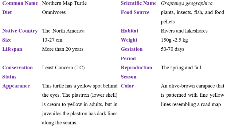 northern map turtle table