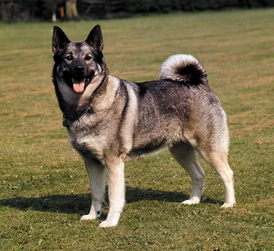 norwegian elkhound dog