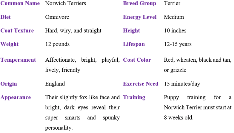 norwich terrier table