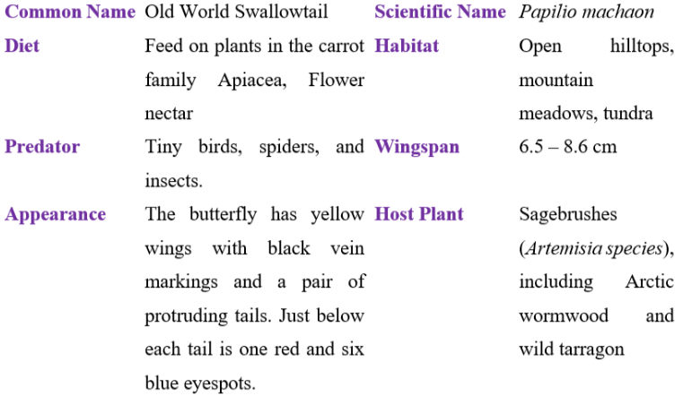 old world swallowtail table