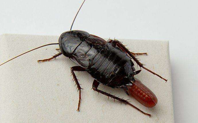 oriental-cockroach-cadillac