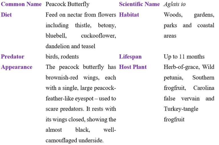 peacock butterfly table