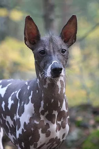 peruvian inca orchid dog