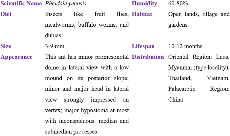 pheidole yeensis table