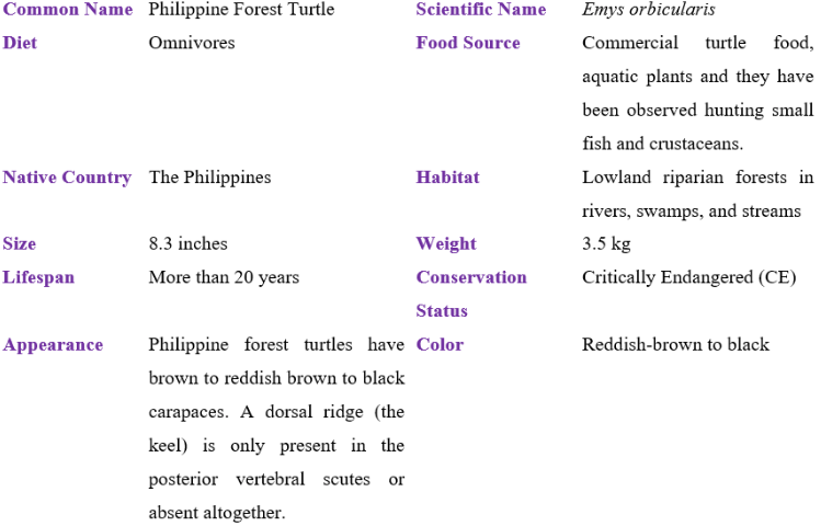 philippine forest table