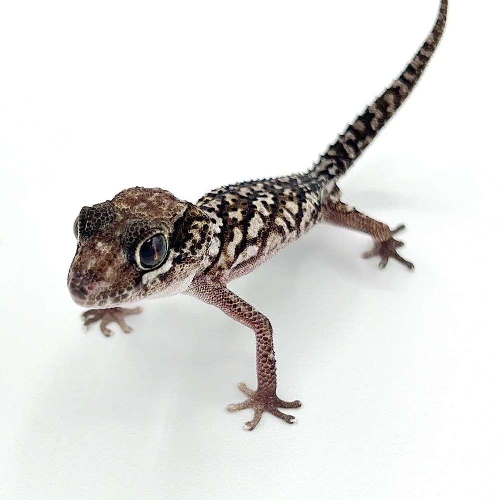 pictus-gecko-male