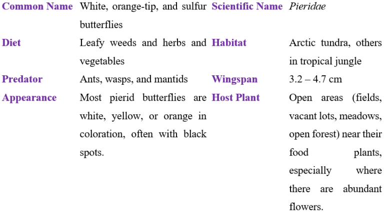 pieridae butterflies table