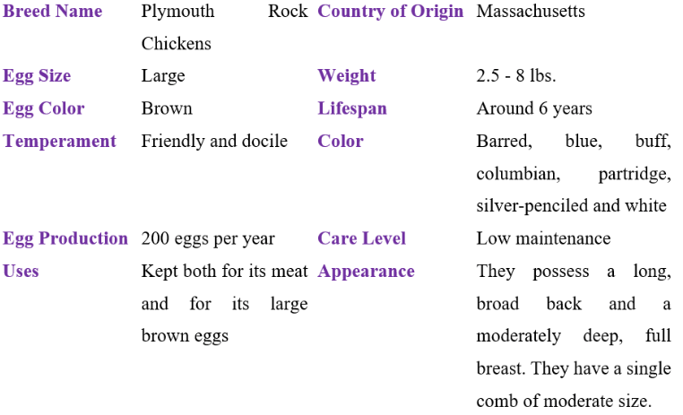plymouth rock chicken table
