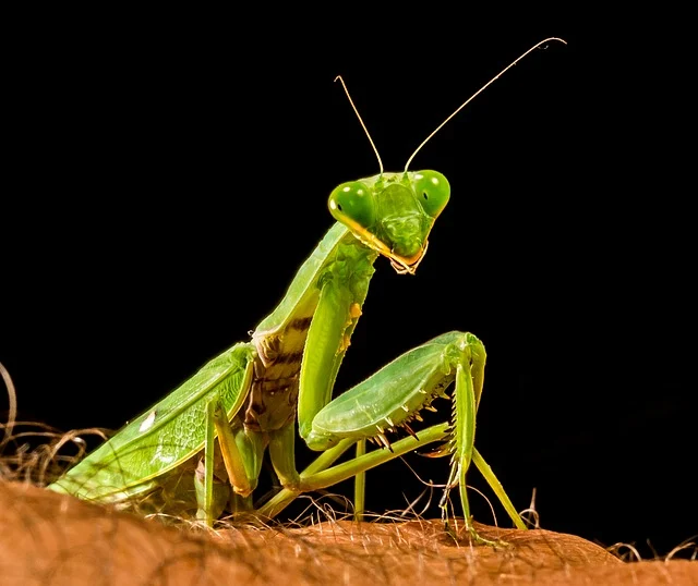 praying mantis bug