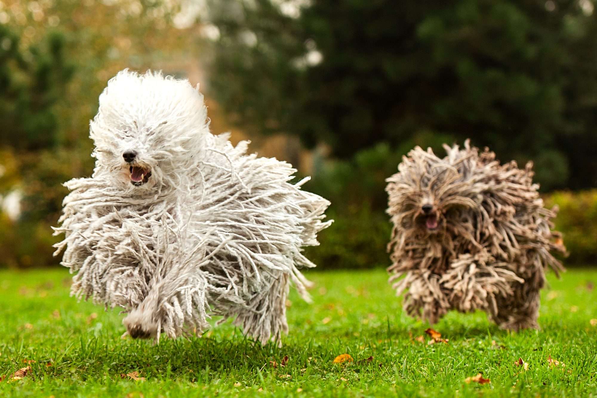 puli dog