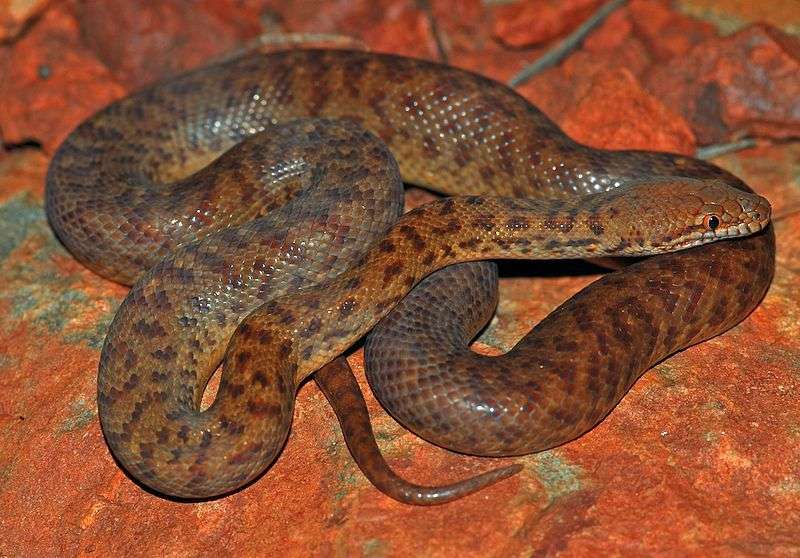 pygmy python pic