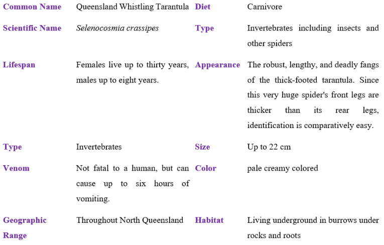 queensland whistling tarantula table