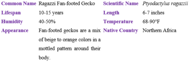 ragazzi fan-footec gecko table