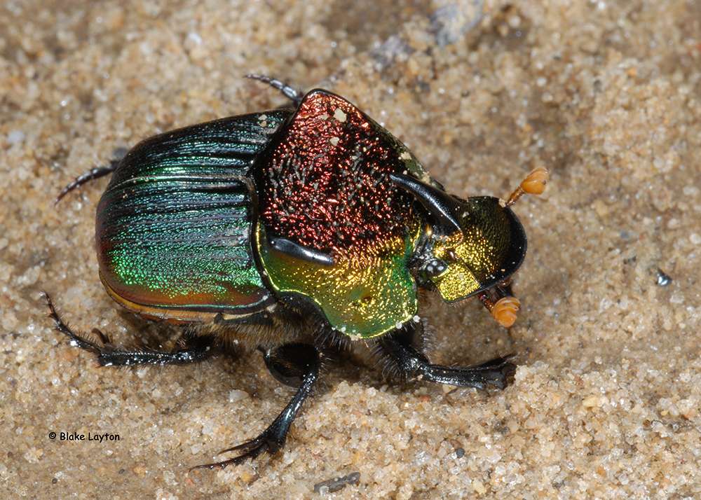rainbow-scarab