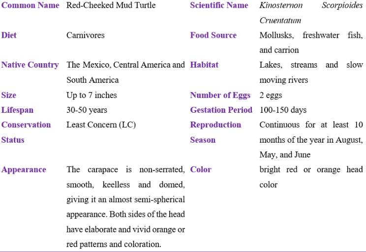 red-cheeked mud turtle table