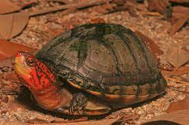 red-cheeked turtle