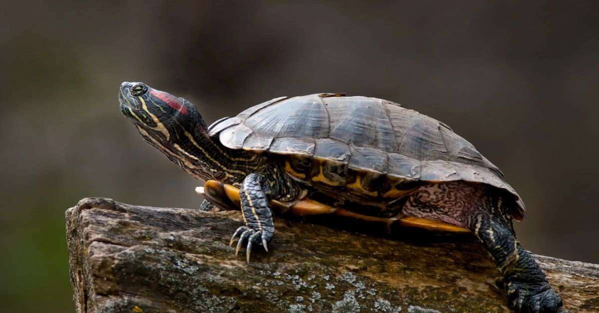 red-eared-slider-turtle