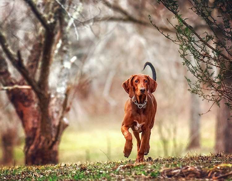 redbone coonhound dog