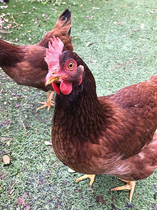 rhode island red chicken