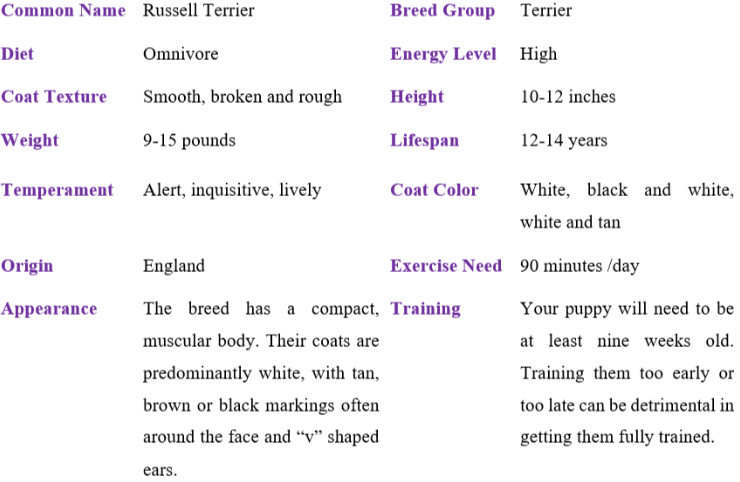 russell terrier table