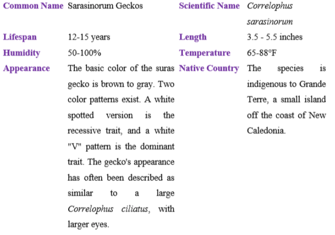 sarasinorum gecko table