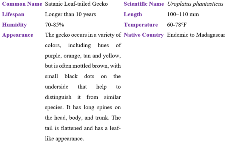 satanic leaf-tailed gecko table