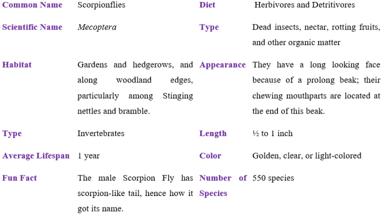 scorpionflies table