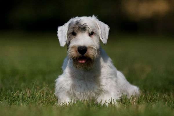 sealyham terrier dog