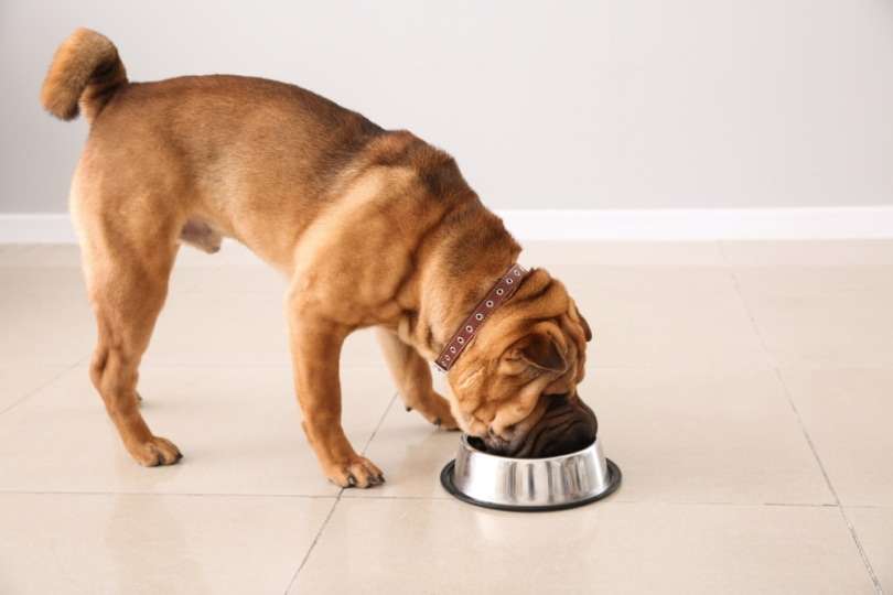 shar-pei- dog-diet