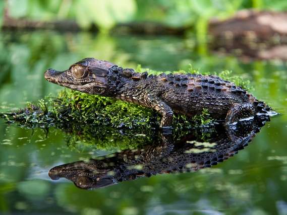 smooth-fronted-caiman