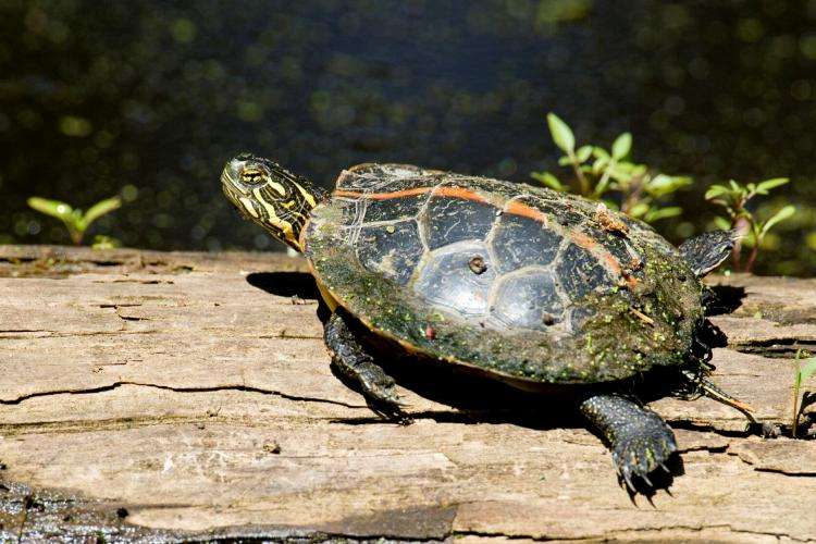 southern_painted_turtle