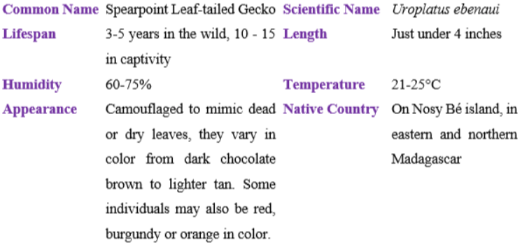 spearpoint leaf-tailed gecko table