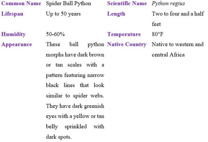 spider ball python table