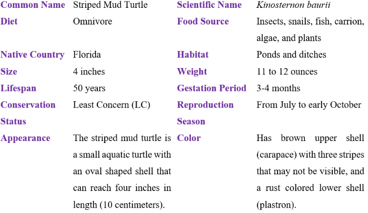 striped mud turtle table