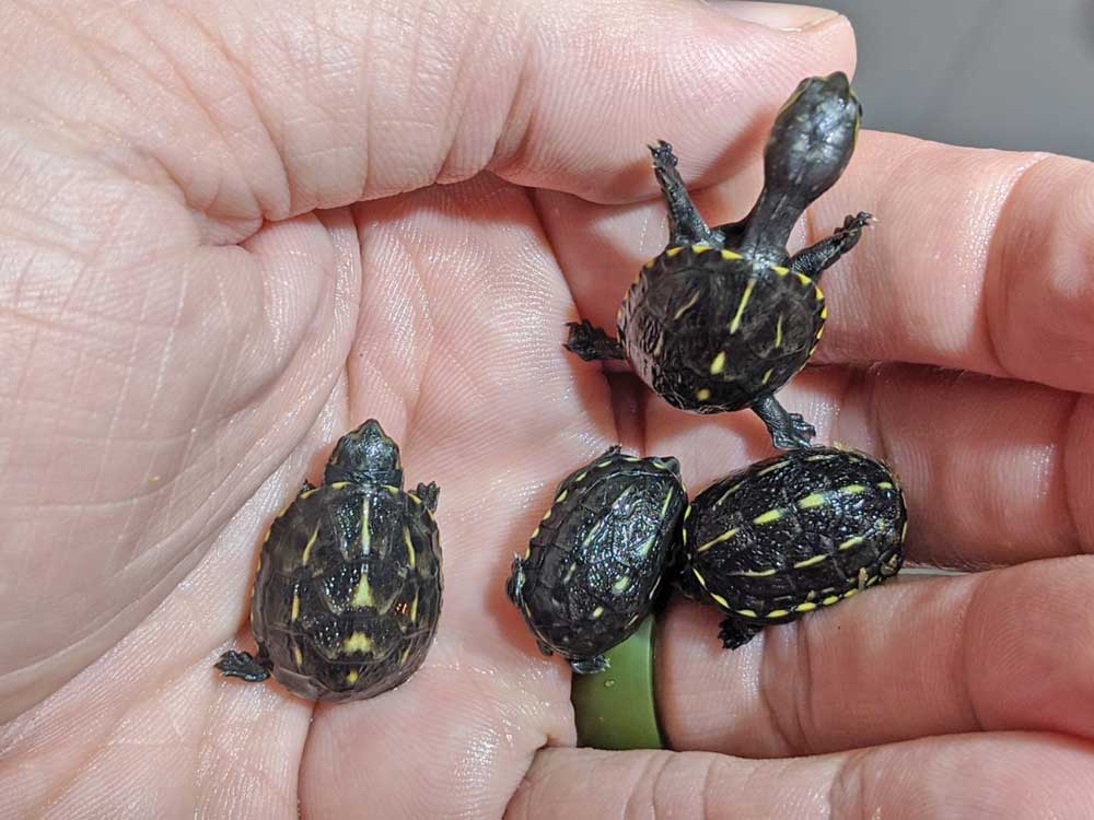 striped_mud_turtle