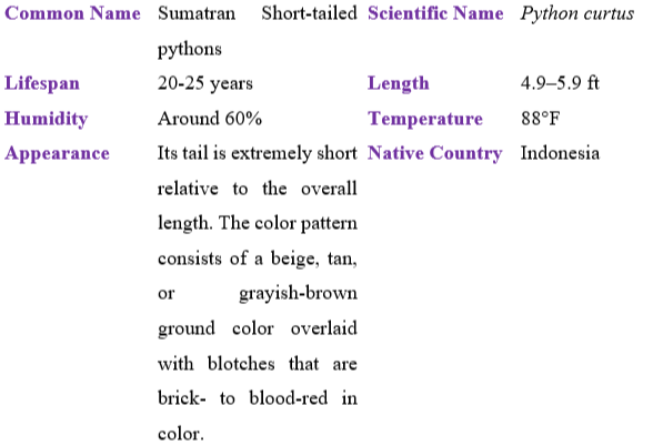 sumatran short-tailed python table