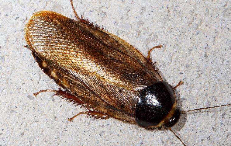 surinam-cockroach