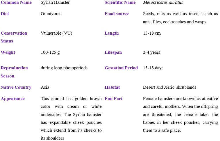 syrian hamster table