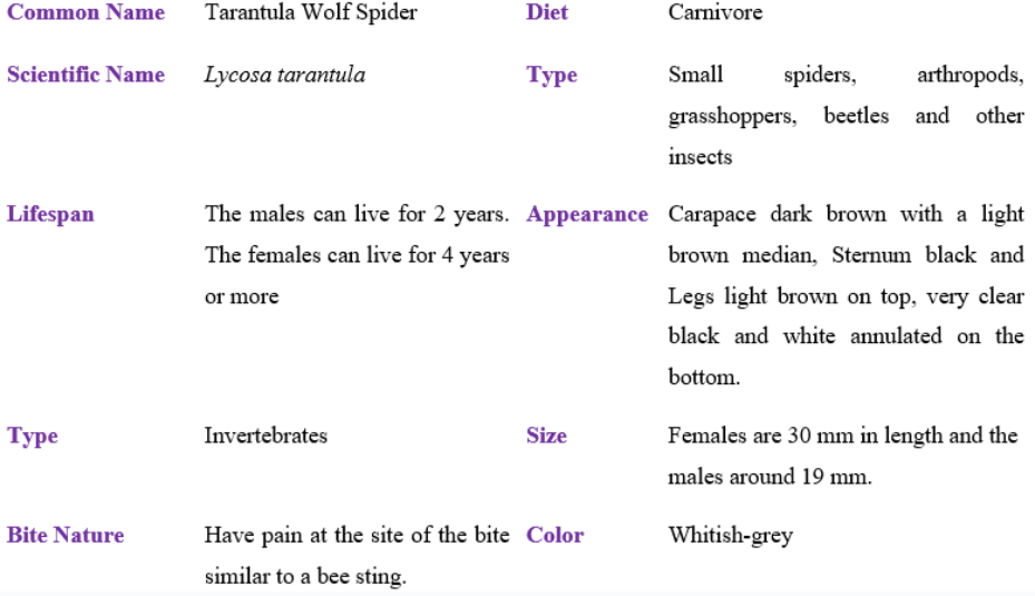 tarantula wolf spider table