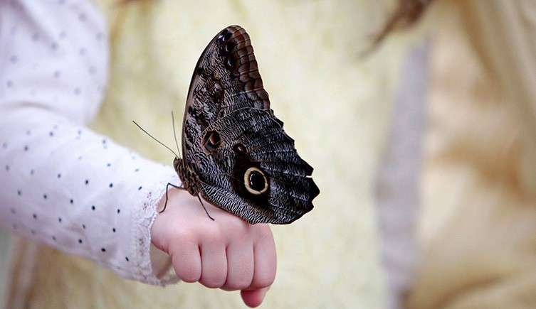 the forest giant owl butterfly