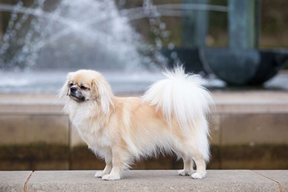 tibetan spaniel dog