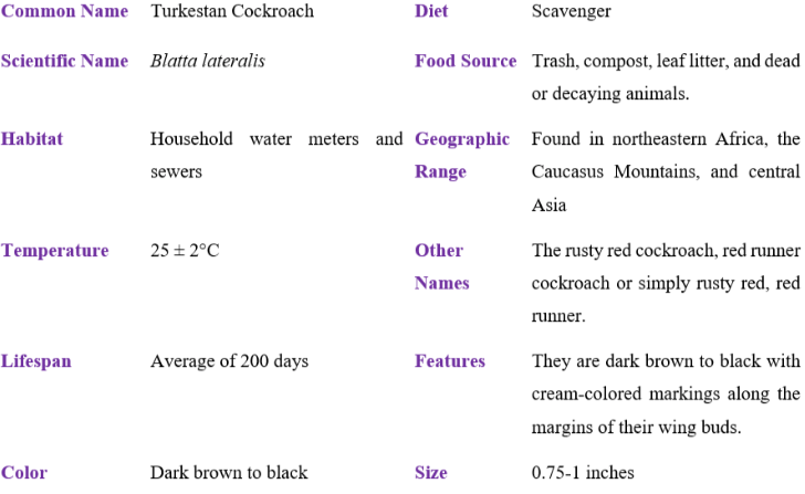 turkestan cockroach table